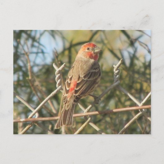 Briefkaart van Mannelijke Huis Finch (Voorkant)