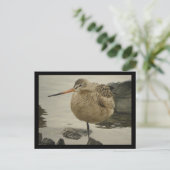 Briefkaart van Marbling Godwit (Staand voorkant)