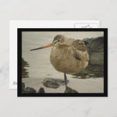 Briefkaart van Marbling Godwit (Voorkant / Achterkant)