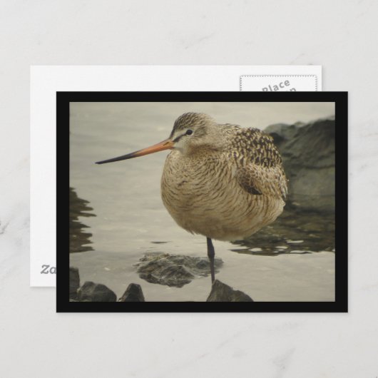 Briefkaart van Marbling Godwit (Voorkant / Achterkant)