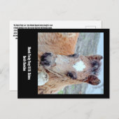 Briefkaart van Marsh Tacky Horse (Voorkant / Achterkant)