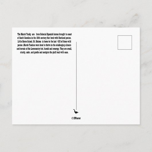 Briefkaart van Marsh Tacky Horse (Achterkant)