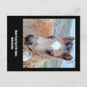 Briefkaart van Marsh Tacky Horse (Voorkant)