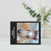 Briefkaart van Marsh Tacky Horse (Staand voorkant)