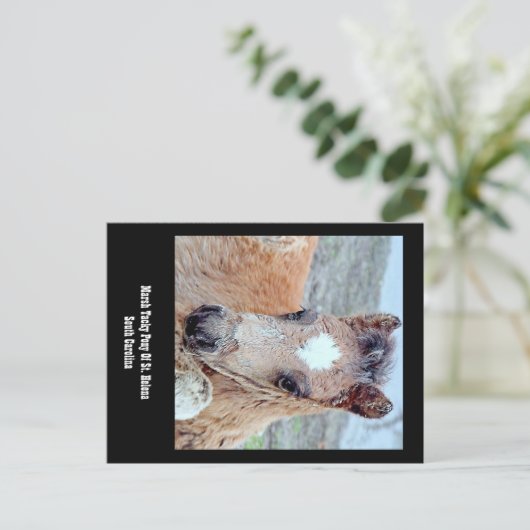 Briefkaart van Marsh Tacky Horse (Staand voorkant)