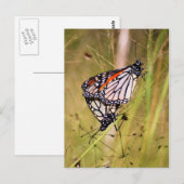 Briefkaart van Materaarzetmeel Butterflies (Voorkant / Achterkant)