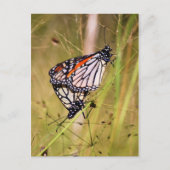 Briefkaart van Materaarzetmeel Butterflies (Voorkant)