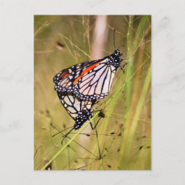 Briefkaart van Materaarzetmeel Butterflies