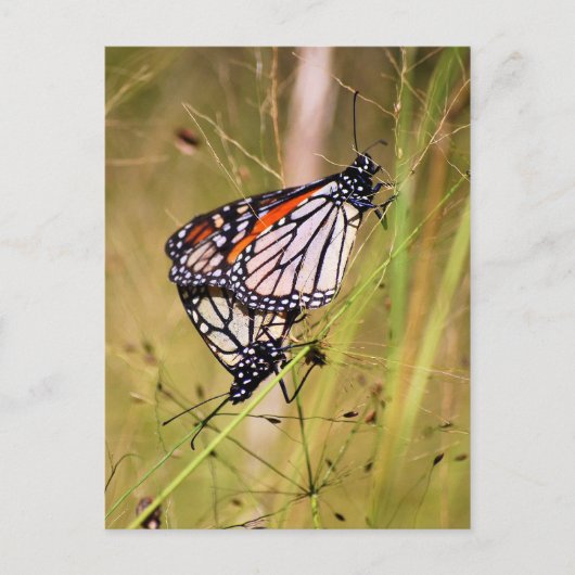 Briefkaart van Materaarzetmeel Butterflies (Voorkant)