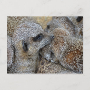 Briefkaart van Meerkats