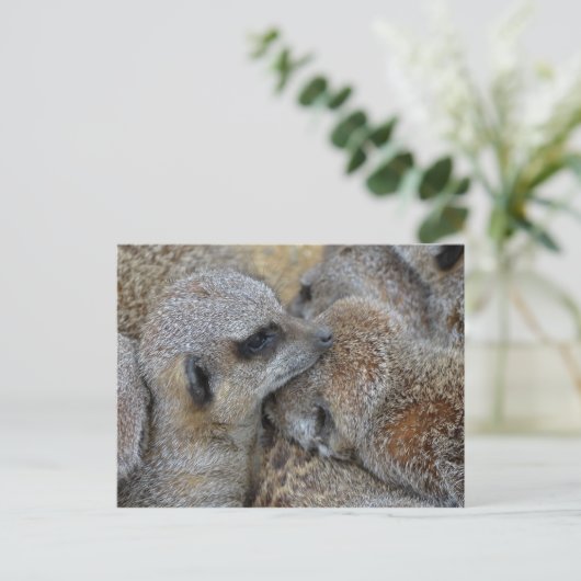 Briefkaart van Meerkats (Staand voorkant)
