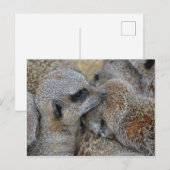 Briefkaart van Meerkats (Voorkant / Achterkant)