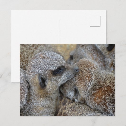 Briefkaart van Meerkats (Voorkant / Achterkant)