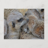 Briefkaart van Meerkats (Voorkant)