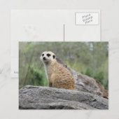 Briefkaart van Meerkcat (0447) (Voorkant / Achterkant)