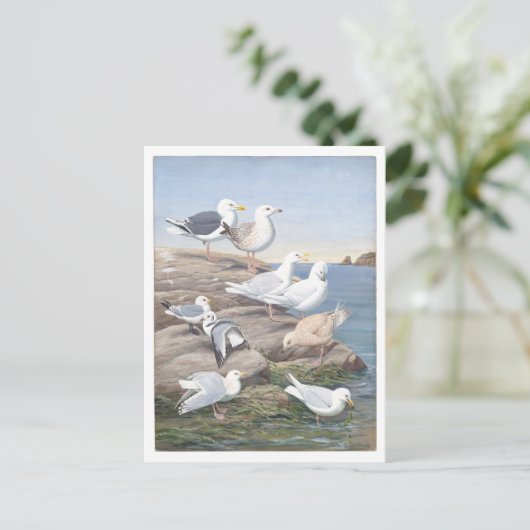 Briefkaart van meeuw (Staand voorkant)