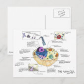 Briefkaart van menselijke cellen (Voorkant / Achterkant)