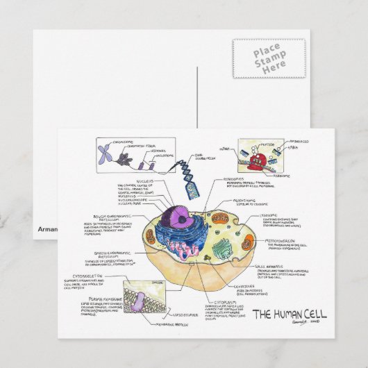 Briefkaart van menselijke cellen (Voorkant / Achterkant)