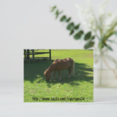 Briefkaart van Mini Horse (Staand voorkant)