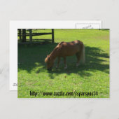 Briefkaart van Mini Horse (Voorkant / Achterkant)