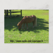 Briefkaart van Mini Horse (Voorkant)