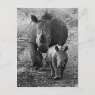 Briefkaart van moeder en Baby Rhino