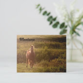 Briefkaart van Montana Horse (Staand voorkant)