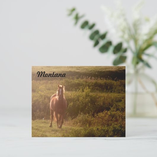 Briefkaart van Montana Horse (Staand voorkant)