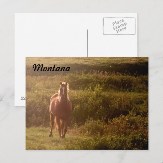 Briefkaart van Montana Horse (Voorkant / Achterkant)