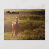 Briefkaart van Montana Horse (Voorkant)