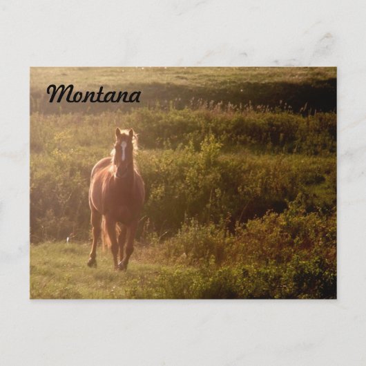 Briefkaart van Montana Horse (Voorkant)