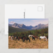 Briefkaart van Montana Horses (Voorkant / Achterkant)