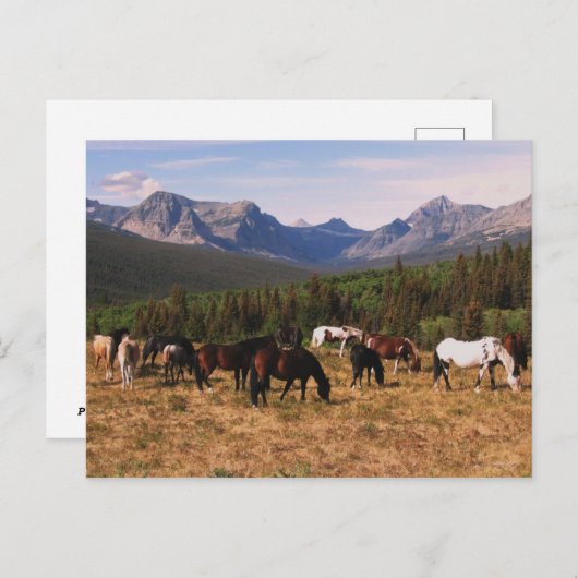 Briefkaart van Montana Horses (Voorkant / Achterkant)