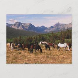 Briefkaart van Montana Horses