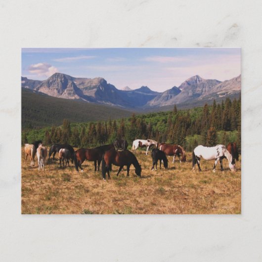 Briefkaart van Montana Horses (Voorkant)