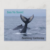 Briefkaart van Monterey California Whale Tail (Voorkant)