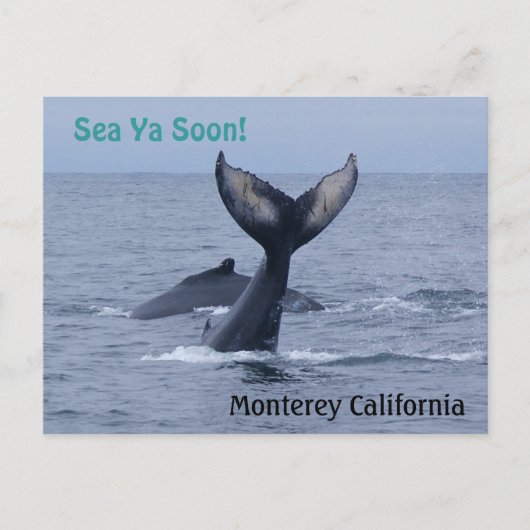 Briefkaart van Monterey California Whale Tail (Voorkant)