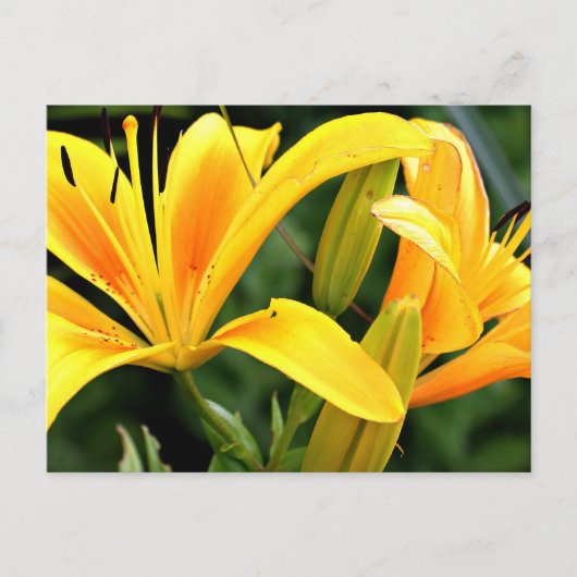 Briefkaart van mooie Floral Yellow Lilies (Voorkant)
