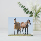 Briefkaart van Mustang Horse Pair (Staand voorkant)
