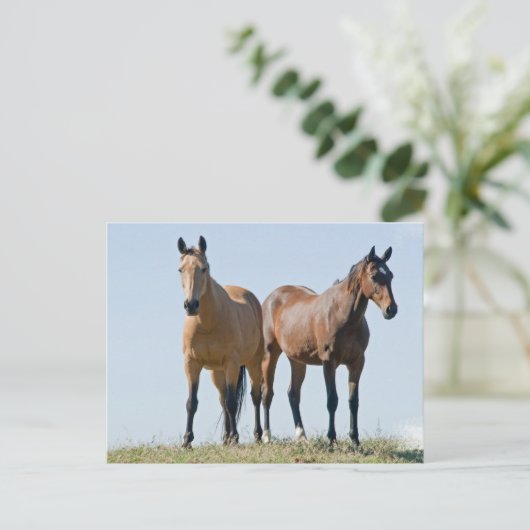 Briefkaart van Mustang Horse Pair (Staand voorkant)