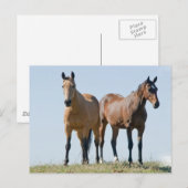 Briefkaart van Mustang Horse Pair (Voorkant / Achterkant)