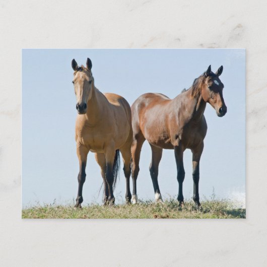 Briefkaart van Mustang Horse Pair (Voorkant)