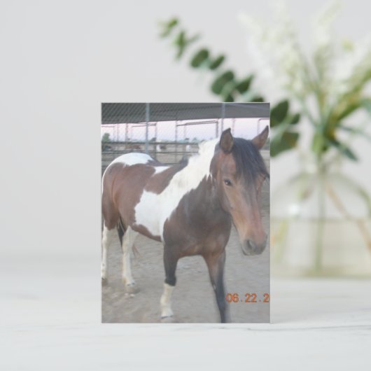 Briefkaart van Mustang-Spirit (Staand voorkant)