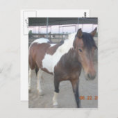 Briefkaart van Mustang-Spirit (Voorkant / Achterkant)