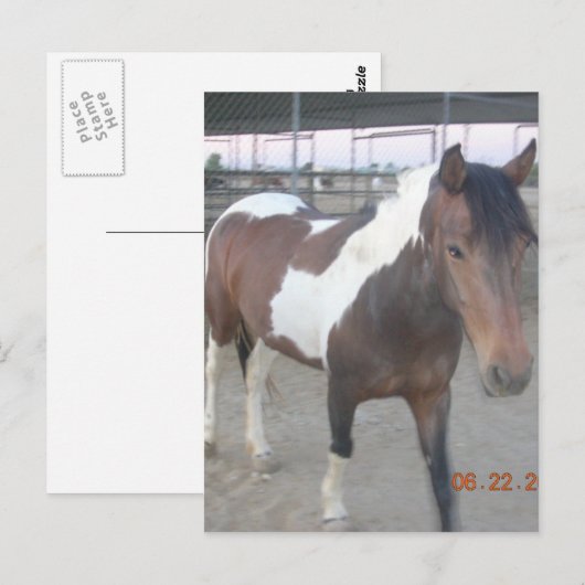 Briefkaart van Mustang-Spirit (Voorkant / Achterkant)