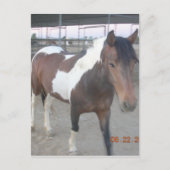 Briefkaart van Mustang-Spirit (Voorkant)