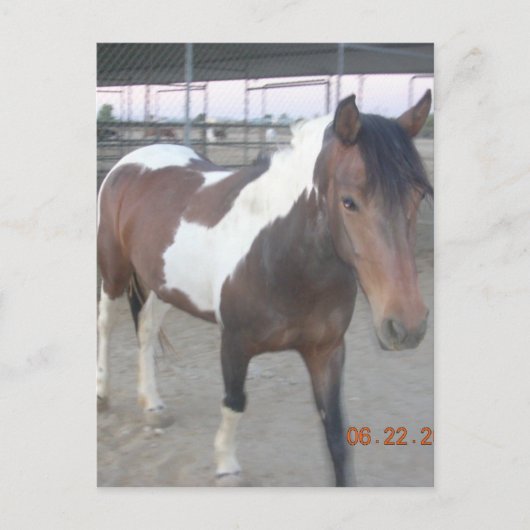 Briefkaart van Mustang-Spirit (Voorkant)