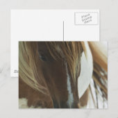 Briefkaart van Mustang Wild Horse (Voorkant / Achterkant)