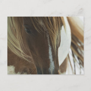 Briefkaart van Mustang Wild Horse