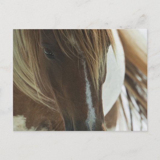 Briefkaart van Mustang Wild Horse (Voorkant)
